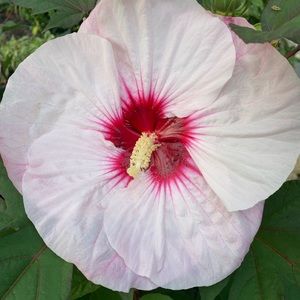 Meet your Posher, Dawn d